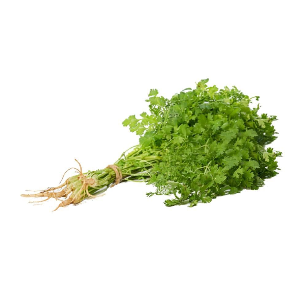 CILANTRO  100  gr